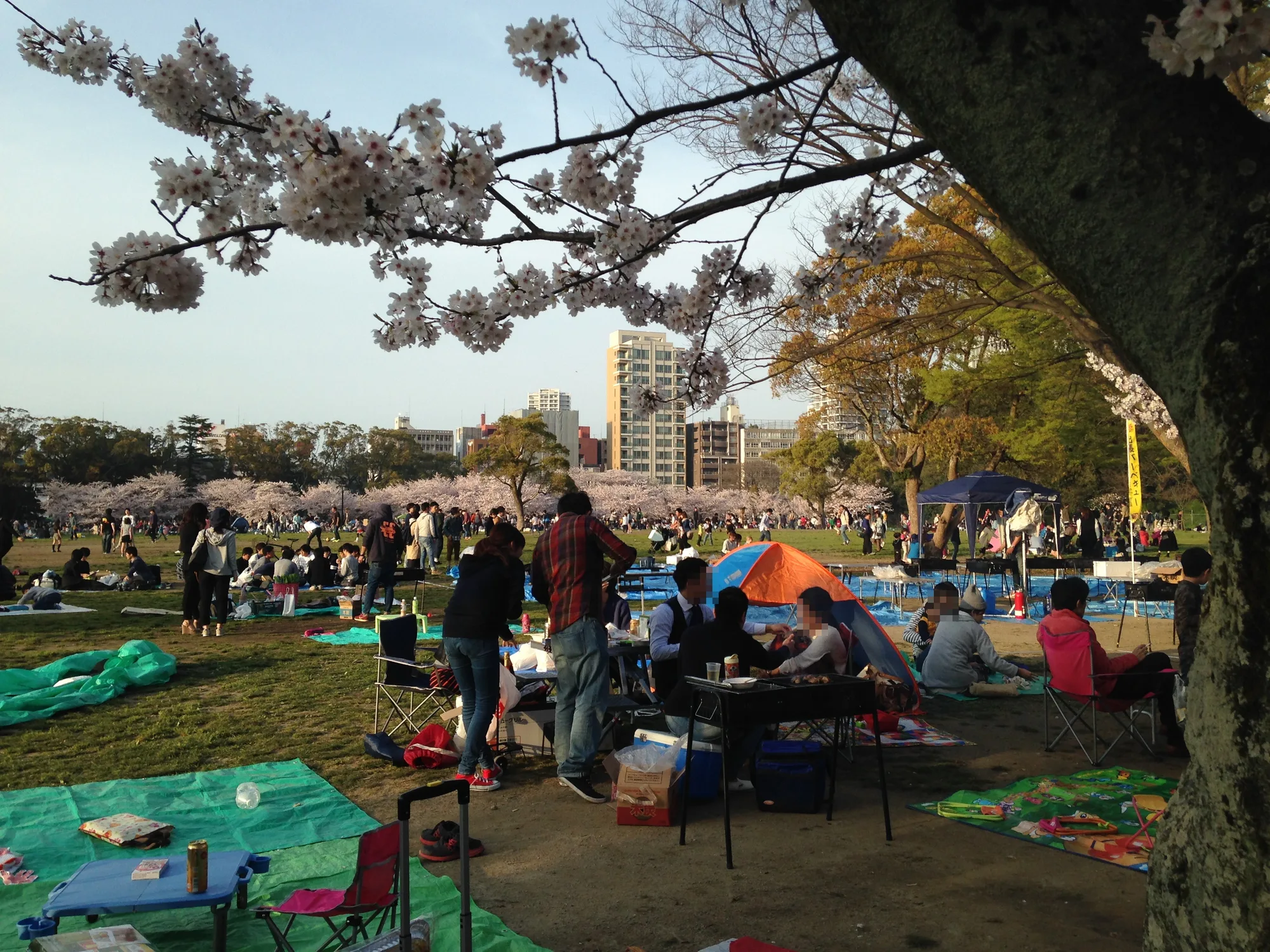 大濠公園の春のライトアップイベント