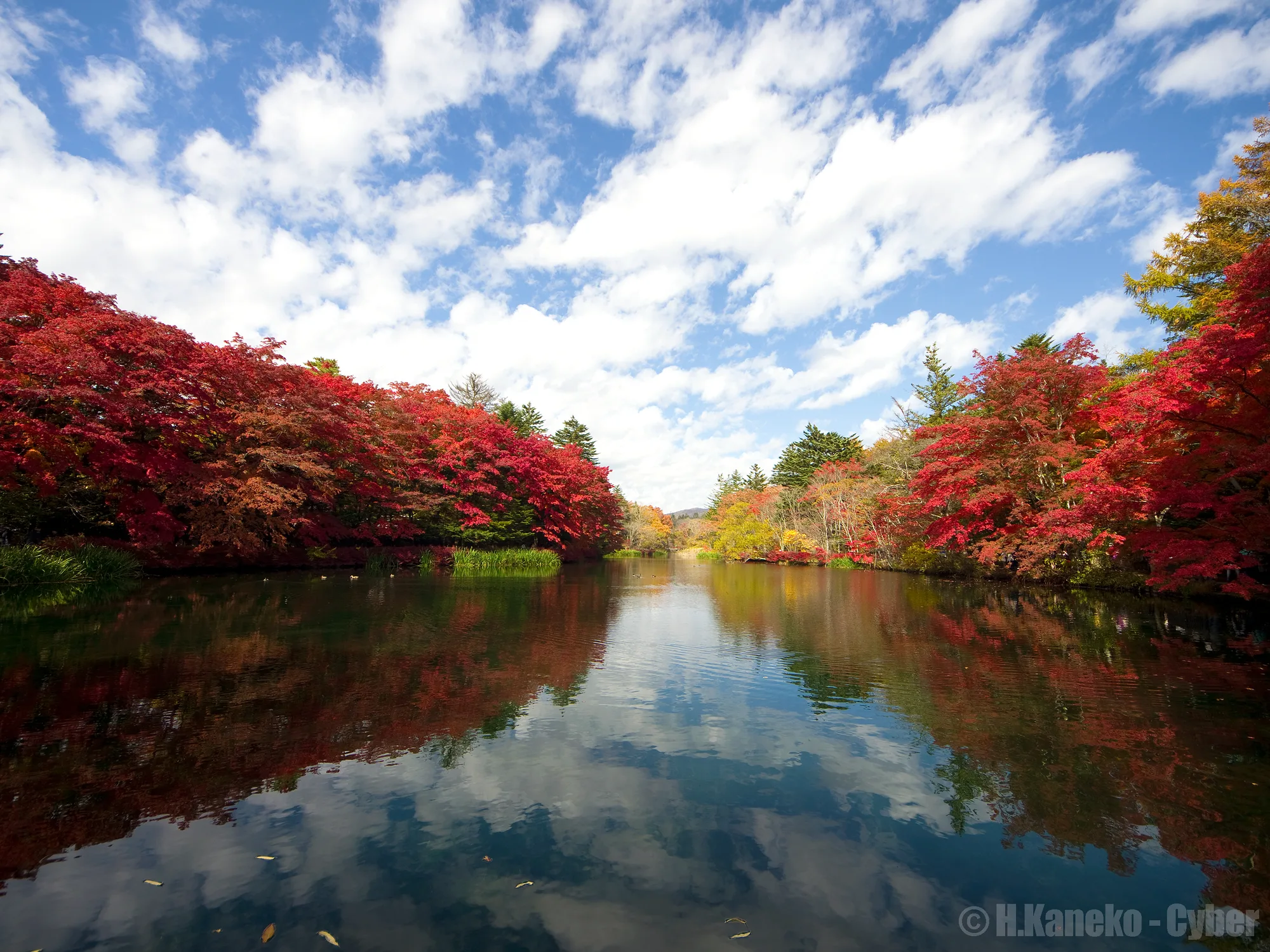 雲場池周辺および森林エリアの紅葉シーズン(10月〜11月)